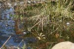 froschinvasion.JPG