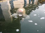 IMG_1583.jpg