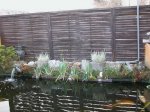 Teich5.jpg