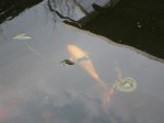Teich3.jpg