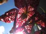 Schachbrettblume.jpg