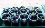 tomaten20090411.jpg