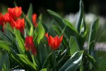 IQ3M0654_12-04-09_Tulpen.JPG