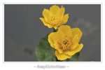 Sumpfdotterblume_002_comp.jpg Sumpfdotterblume_002_comp.jpg