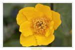 Sumpfdotterblume_003_comp.jpg Sumpfdotterblume_003_comp.jpg