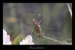 Wasserläufer_001_comp.jpg Wasserläufer_001_comp.jpg