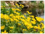 teich_11-04-2009_a010.jpg