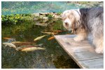 teich_11-04-2009_a6.jpg