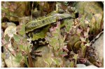frosch04-2009.jpg