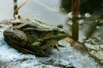 Teichfrosch.jpg Teichfrosch.jpg