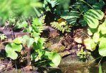 Moorfrosch2.jpg Moorfrosch2.jpg