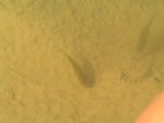fisch2.jpg fisch2.jpg