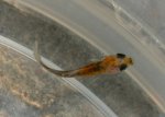 Fischbaby.jpg Fischbaby.jpg
