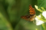 Kleiner Perlmutfalter (Issoria lathonia) Flügelunterseite.jpg