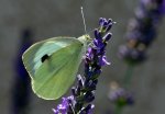 Lavendel 3.jpg