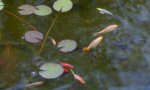 weisse Goldfische.jpg weisse Goldfische.jpg