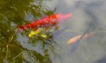 Silverfish mit Goldfisch.jpg Silverfish mit Goldfisch.jpg