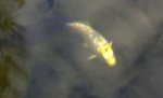 Silver fish.jpg Silver fish.jpg