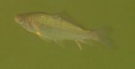fisch5.jpg fisch5.jpg