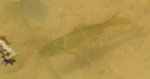 fisch6.jpg fisch6.jpg