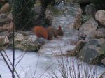 eichhöhrnchen am bachlauf.jpg