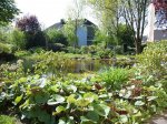 teich_3.JPG