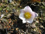 Pulsatilla vernalis1.jpg