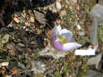 Pulsatilla vernalis2.jpg