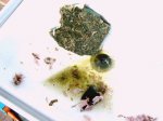 IMG00426.JPG IMG00426.JPG