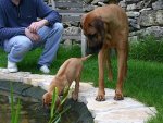 Hundebaby erster Wasserkontakt1.jpg