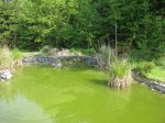 Teich 003.jpg