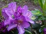Rhododendron01_klein_IMGP1085.jpg