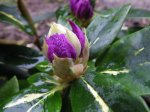 Rhododendron03_kleinIMGP1087.jpg