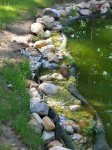 Teich_2009-06.JPG