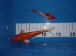 P2205480Fische ih.jpg