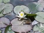 Seerose 003.jpg