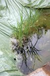 IQ3M1625_22-05-09_Testteich_Chinaschilf.JPG IQ3M1625_22-05-09_Testteich_Chinaschilf.JPG