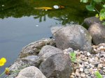 Teich 021.jpg