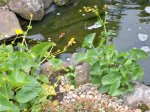 Teich 022.jpg