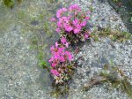 Teichfrühling 20091.JPG