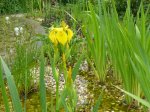 Teichfrühling 2009 9.JPG