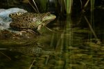 PICT6359_23-06-06_Froschspiegelung.JPG