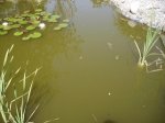 Gartenteich verkleinert.JPG