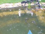 IMG_0115.JPG
