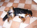 chicco1.JPG