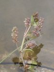 125-2567_IMG.JPG
