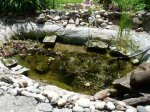 Teich1.jpg