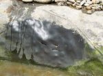 Teich2.jpg