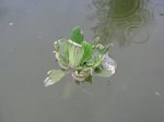 IMG_2862.jpg