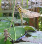 IMG_0129-vierfleck.jpg